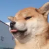 東风
