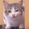 LMS